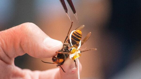 Asian giant hornet with tracking device attached via dental floss - Sputnik International