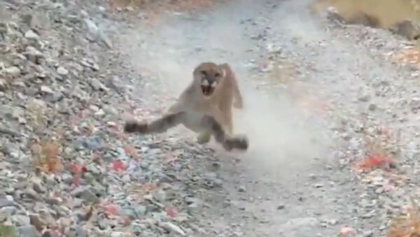 Screen shot of a cougar following a man in Slate Canyon in Provo. Credit: Kyle Burgess on Instagram - Sputnik International