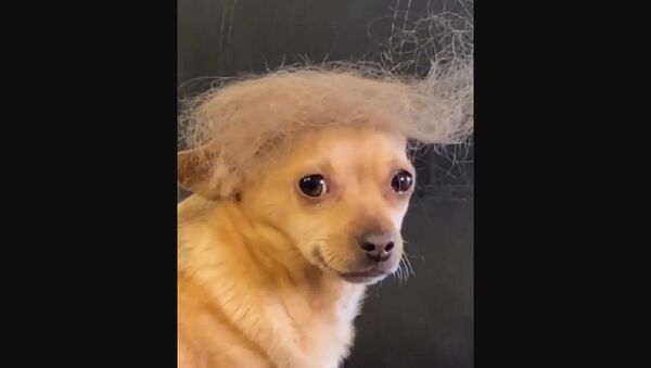 Trump dog - Sputnik International