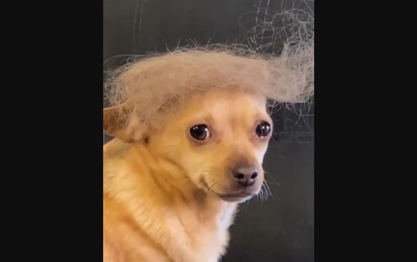 Cute Little Chihuahua Turns Into Pawwwnald Trump 14.10.2020