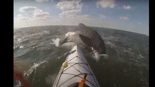 US Kayaker Gets Smacked by Dolphin - Sputnik International