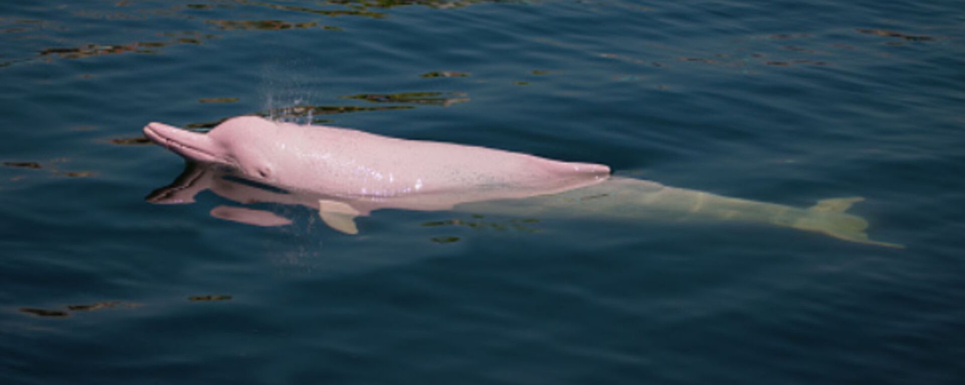 pink dolphin  - Sputnik International, 1920, 11.07.2022