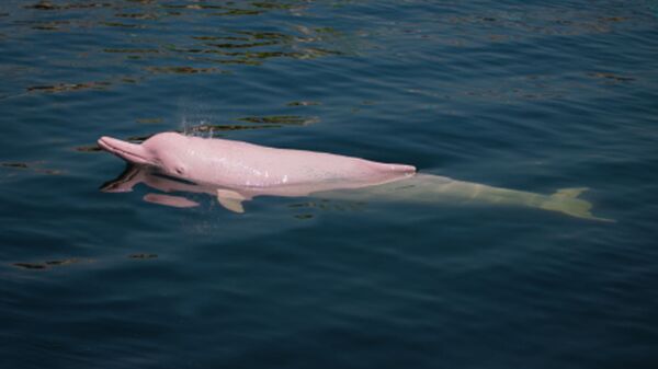 pink dolphin  - Sputnik International