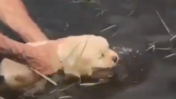 Puppy swims - Sputnik International