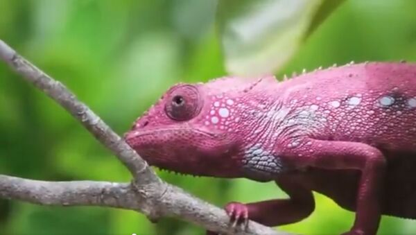 The way a chameleon changes its colours is one of the most fascinating phenomena in the world - Sputnik International