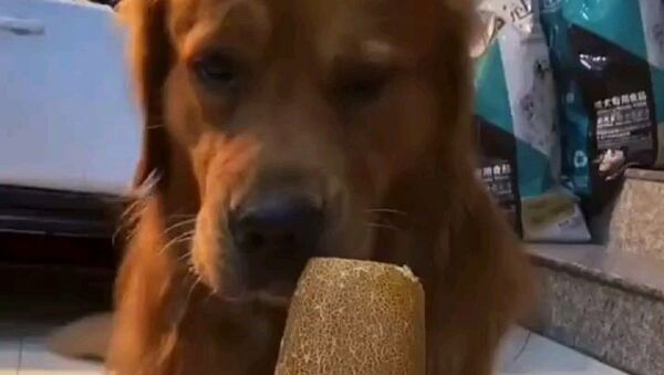 Golden retriever - Sputnik International