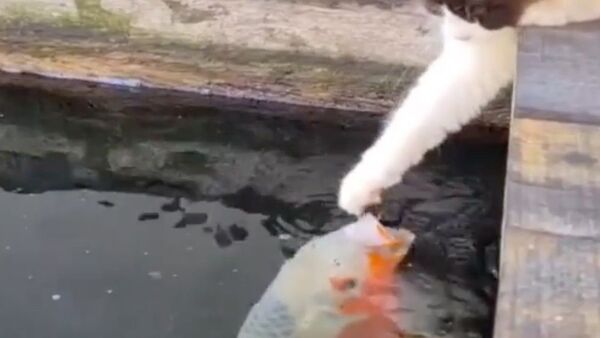 Kitty Plays Friendly With Koi Fish - Sputnik International