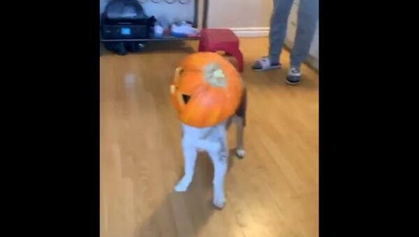 Inquisitive Pup Gets Head Stuck Inside Pumpkin - Sputnik International