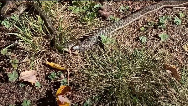 A video that is going viral on social media shows two large snakes battling it out over a meal - a poor frog - Sputnik International