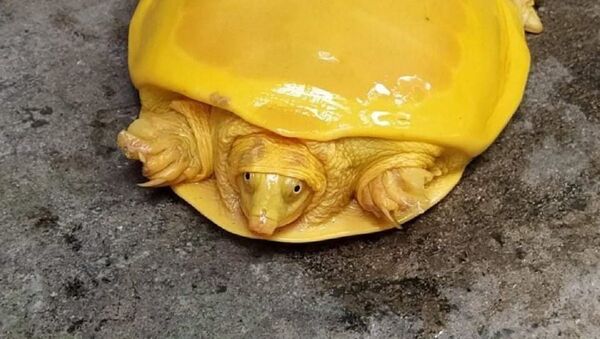 Today a Yellow Turtle was rescued from a Pond in Burdwan,WB - Sputnik International
