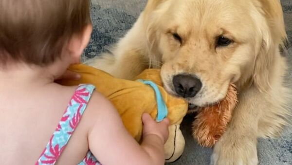 Cute Baby Playing ‘Tug of War’ With Golden Retriever Will Make You Go Aww Cute Baby Playing ‘Tug of War’ With Golden Retriever Will Make You Go Aww - Sputnik International