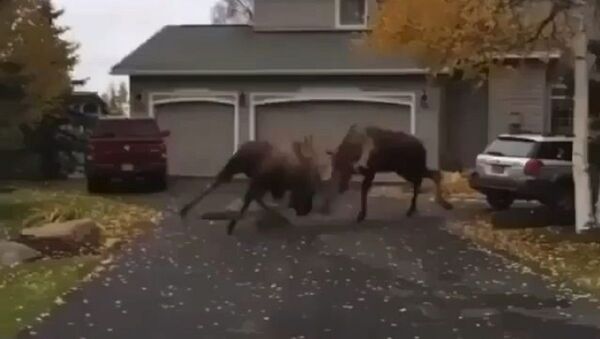 The Moose’s fighting hard in Alaska! - Sputnik International