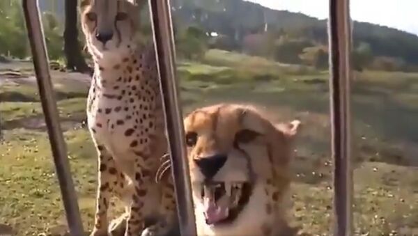Cheetahs don't roar, they meow like housecats - Sputnik International