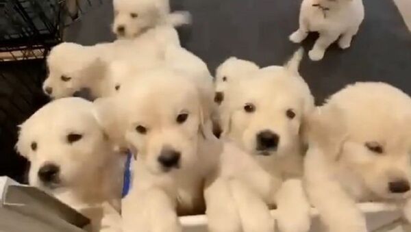 Retriever puppies - Sputnik International