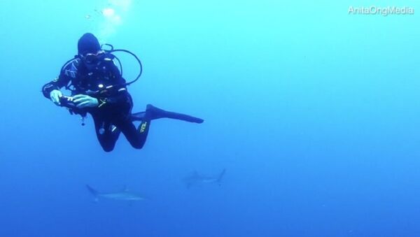 Shocked scuba diver is confronted with a 'wall' of 200 sharks off Queensland - Sputnik International