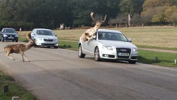 Clashing Deer Spill Fight Onto Roadway - Sputnik International