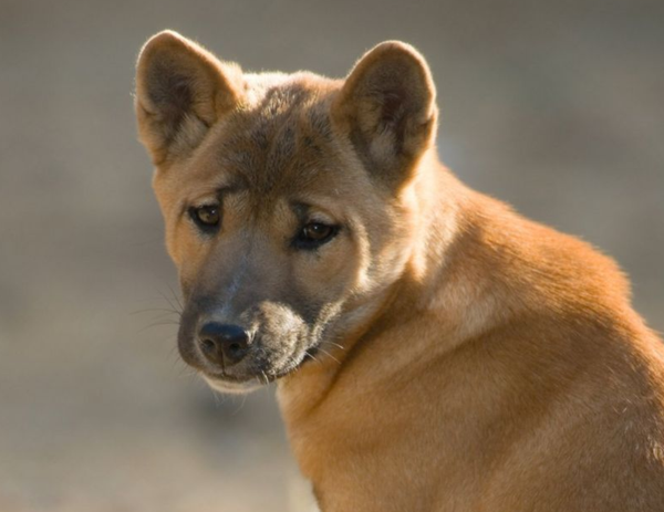 Man’s Best Friend: DNA Evidence Shows Dogs Are Humans' Oldest Companions Man’s Best Friend: DNA Evidence Shows Dogs Are Humans' Oldest Companions - Sputnik International