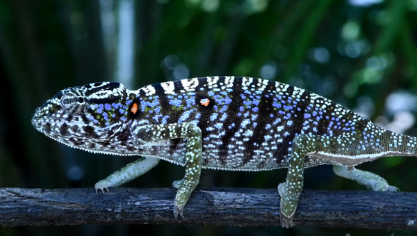 The Voeltzkow-Chameleon (Furcifer voeltzkowi)— Rediscovered after more than 100 years - Sputnik International