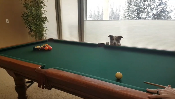 Curious Pup Enjoys Game of Pool - Sputnik International