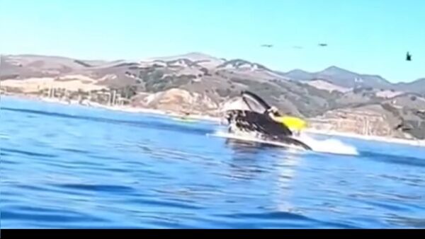 Whale swallowing kayakers in California's Avila Beach - Sputnik International