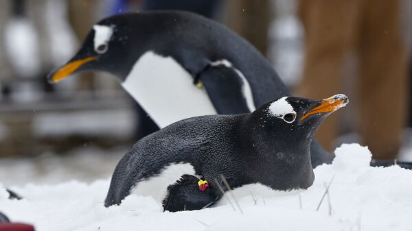 A Gentoo penguins in the snow at the Pittsburgh Zoo and PPG Aquarium during a media availability in an outdoors area on Wednesday, Feb. 10, 2016, in Pittsburgh. (AP Photo/Keith Srakocic) - Sputnik International
