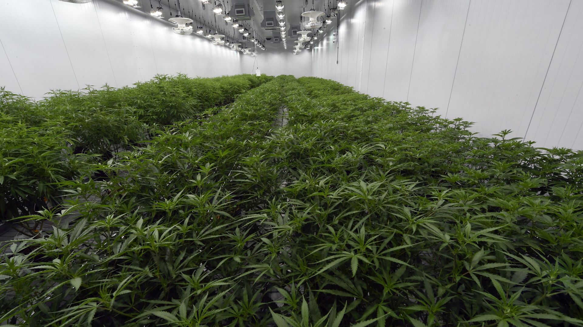 This Aug. 22, 2019 photo shows medical marijuana plants being grown before flowering during a media tour of the Curaleaf medical cannabis cultivation and processing facility in Ravena, N.Y. - Sputnik International, 1920, 01.04.2022