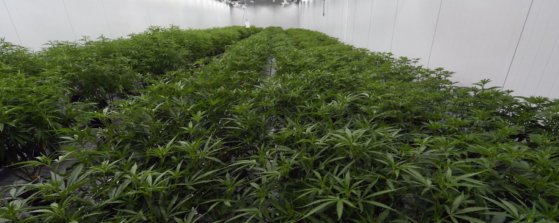 This Aug. 22, 2019 photo shows medical marijuana plants being grown before flowering during a media tour of the Curaleaf medical cannabis cultivation and processing facility in Ravena, N.Y. - Sputnik International, 1920, 05.12.2020