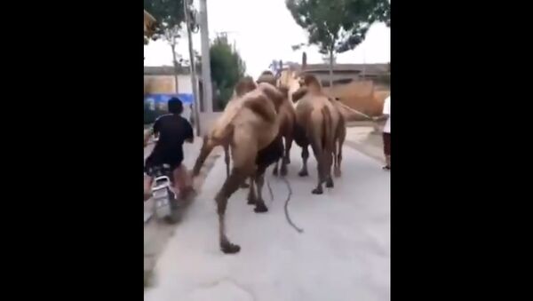 Kung Fu Camel Giving a Side Kick to Biker Overtaking Them Will Make You Laugh Out Loud - Sputnik International