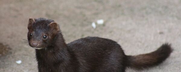 American Mink - Sputnik International