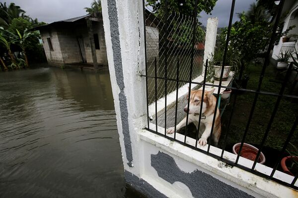 A dog is pictured inside a house in a neighbourhood affected by flooding as Hurricane Eta approaches, in Tela, Honduras, 3 November 2020.  - Sputnik International