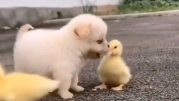 Cute puppy getting along with ducklings - Sputnik International