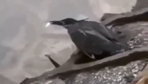 Clever Heron Use Bait to Catch Its Prey - Sputnik International