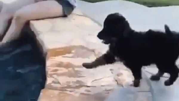 Pay attention to the pool - Sputnik International