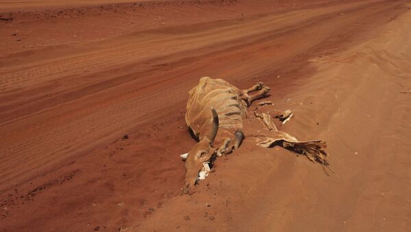 The carcase of a cow lies on an empty road near Lagbogal, 56 kilometers from Wajir town, Kenya, Wednesday, July 6, 2011 - Sputnik International