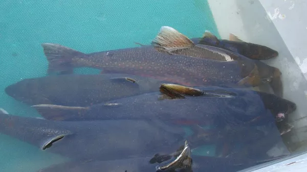 Scientists from the Siberian Federal University (SibFU), as part of a research team, studied the life features of the salmonid fish of the Salvelinus genus (charr) - Sputnik International