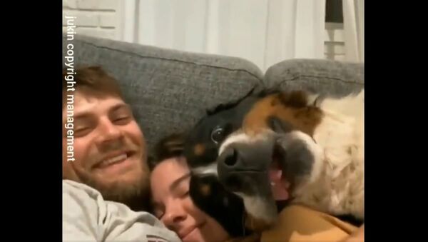 A 35-second video clip of a dog getting jealous over watching his owners hug without him has gone viral, garnering over 34.4K likes. - Sputnik International
