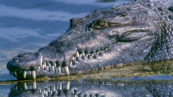 alligator, gator  - Sputnik International