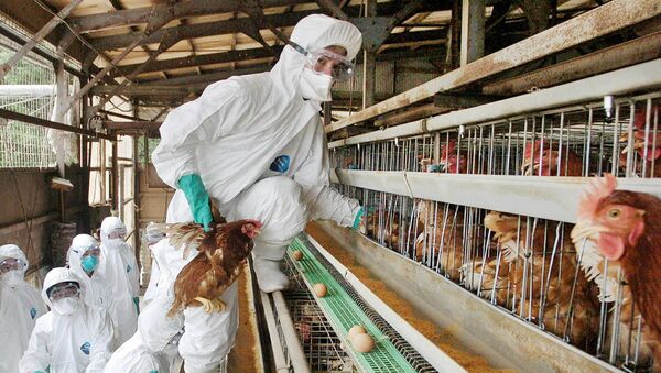 JAPAN OUTA medical officer in protective suit rounds up chickens to be slaughtered at a farm in Mitsukaido city, Ibaraki prefecture, 60km northeast of Toyko, 27 June 2005 - Sputnik International