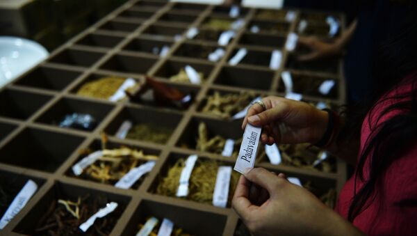 In this photograph taken on November 6, 2014, An Indian visitor reads the name of a herb from a display during the sixth World Ayurveda Congress and Arogya Expo in New Delhi. - Sputnik International