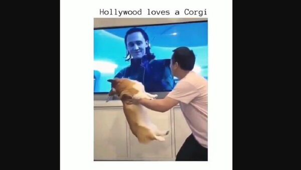 Loki loves corgi too - Sputnik International