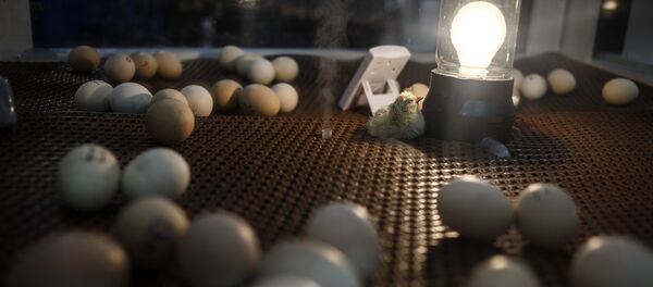 The chick hatching display is back, in the Weis Expo Hall, at the 101st Pennsylvania Farm Show in Harrisburg, Thursday, Jan. 5, 2017. The display, and poultry exhibitors, are back this year after being absent from last year's farm show to prevent the spread of avian influenza. The Farm Show opens Saturday, Jan. 7. The chick hatching display is back, in the Weis Expo Hall, at the 101st Pennsylvania Farm Show in Harrisburg, Thursday, Jan. 5, 2017. The display, and poultry exhibitors, are back this year after being absent from last year's farm show to prevent the spread of avian influenza. The Farm Show opens Saturday, Jan. 7. - Sputnik International