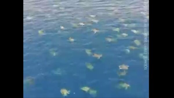 Drone captures over 64,000 sea turtles in Great Barrier Reef - Sputnik International