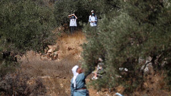 Israeli settlers watch as a Palestinian man as he picks up olives near a Jewish settlement outpost near Ramallah in the Israeli-occupied West Bank October 16, 2020. Picture taken October 16, 2020. REUTERS/Mohamad Torokman - Sputnik International