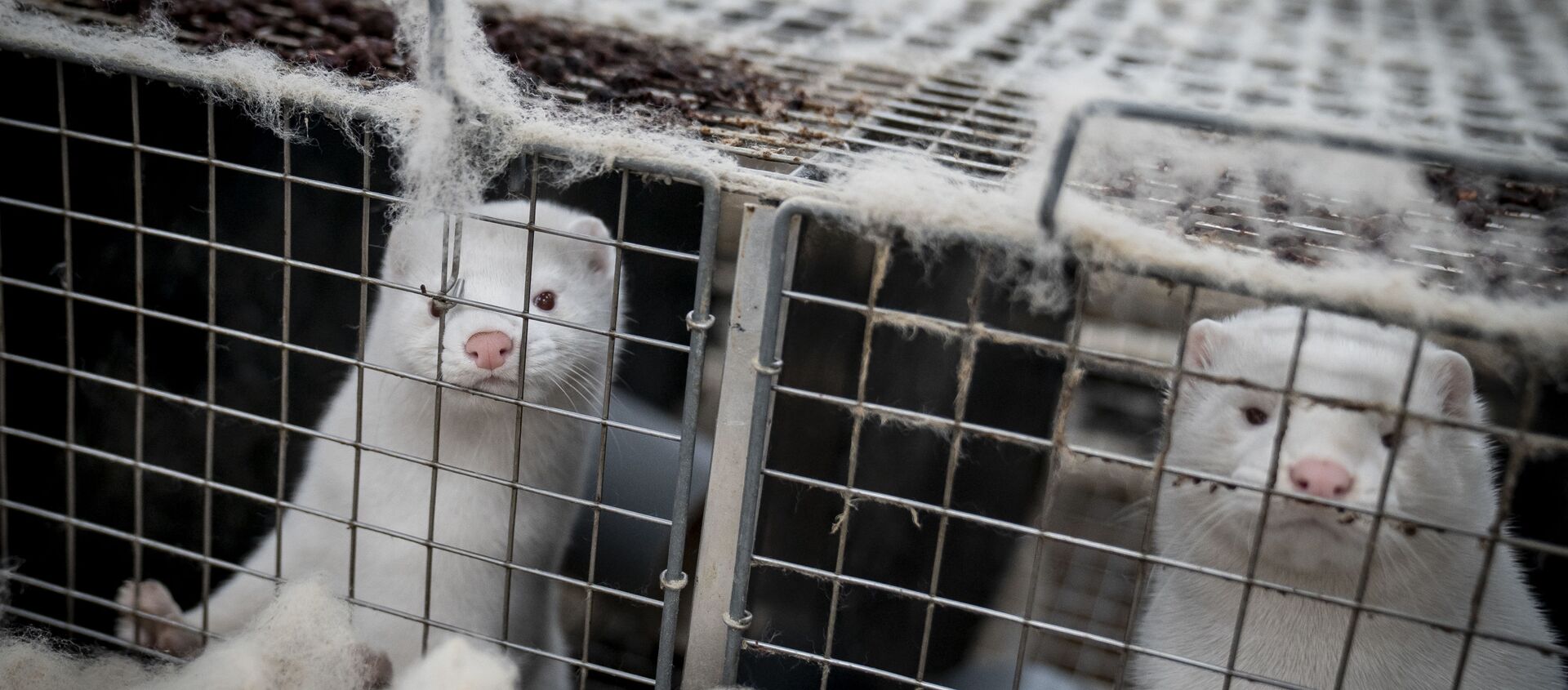 This file photo taken on November 6, 2020 shows mink looking out from their cage at the farm of Henrik Nordgaard Hansen and Ann-Mona Kulsoe Larsen as they have to kill off their herd, which consists of 3000 mother mink and their cubs on their farm near Naestved, Denmark. - A mutated version of the new coronavirus detected in Danish minks that raised concerns about the effectiveness of a future vaccine has likely been eradicated, Denmark's health ministry said Thursday, November 19, 2020. - Sputnik International, 1920, 25.11.2020
