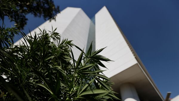 Marijuana leaves are seen next to Mexico's Senate building  at the protest cannabis garden of the Cannabico Mexican Movement in Mexico City, Mexico November 19, 2020 - Sputnik International