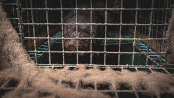 A mink is seen inside a cage in a farm in Lombardy, Italy, in this handout photo released by LAV on November 6, 2020. LAV/Handout via REUTERS - Sputnik International