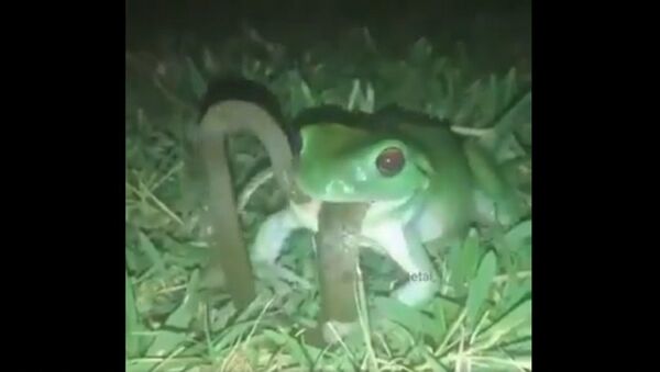 Frog swallows a snake  - Sputnik International