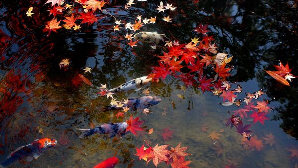 Осенние листки японского клена на воде - Sputnik International