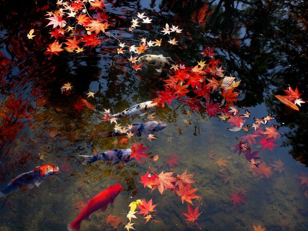 Осенние листки японского клена на воде - Sputnik International