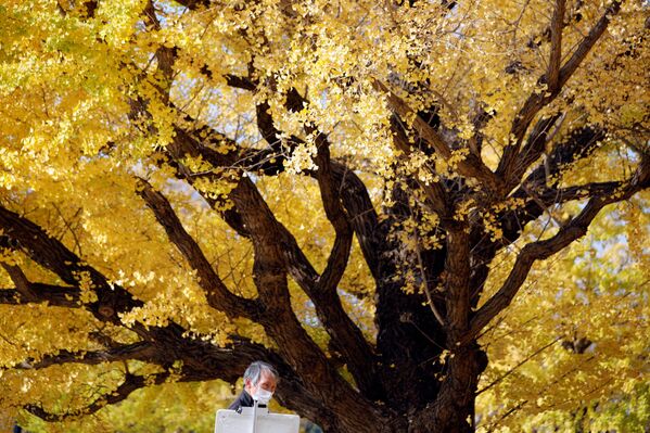 Мужчина в защитной маске на фоне осенних деревьев в Токио, Япония - Sputnik International